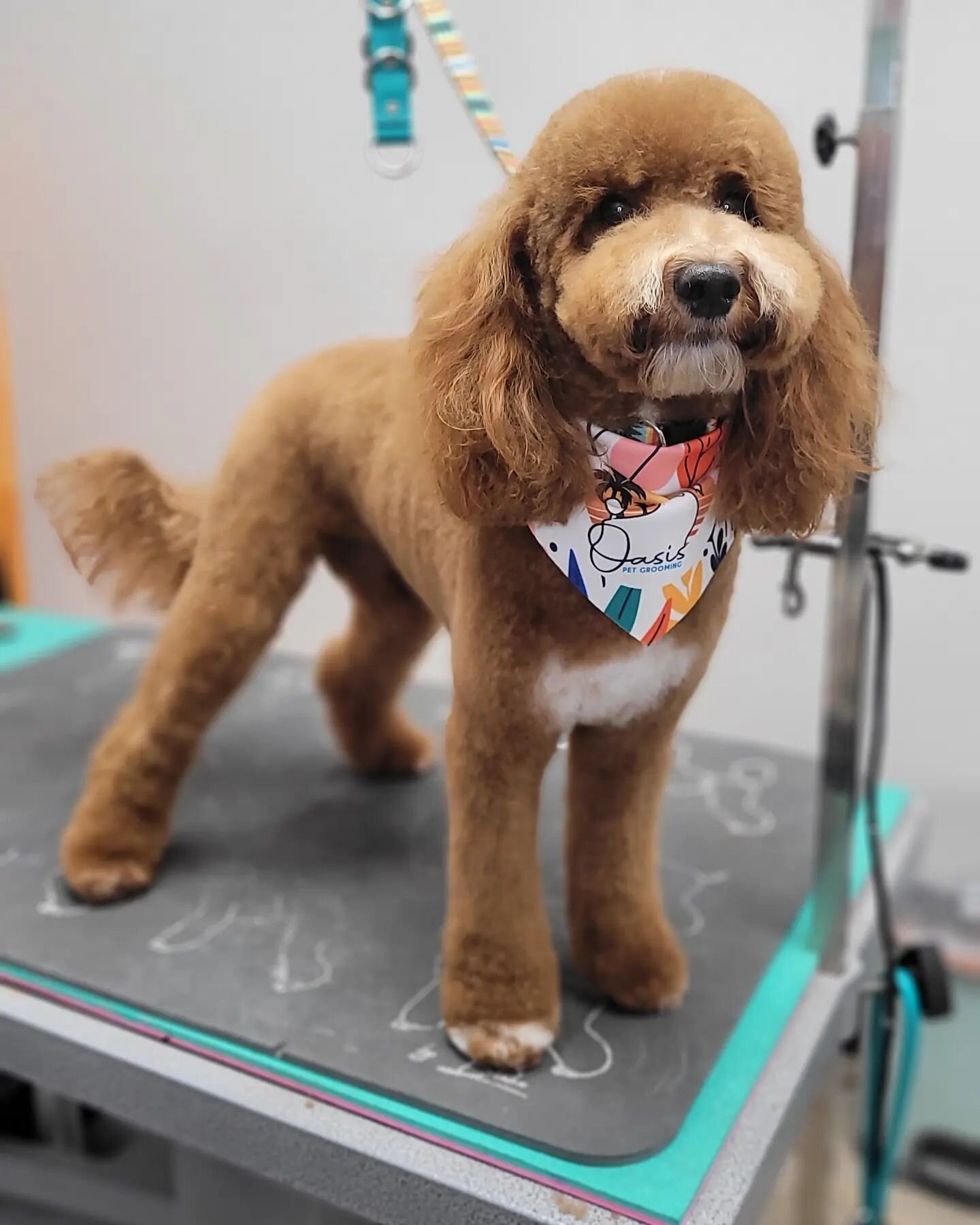 Teddy is a #supermodel 📸

#oasispetgrooming #akcsafegroomer #doggroomer #phoenixgroomer #petgrooming #phoenix #arizona #scottsdale #arizonadogs #phoenixdogs #dogstagram #paradisevalley #doggrooming #dogsofinstagram #groomersofarizona #thefurdistrict