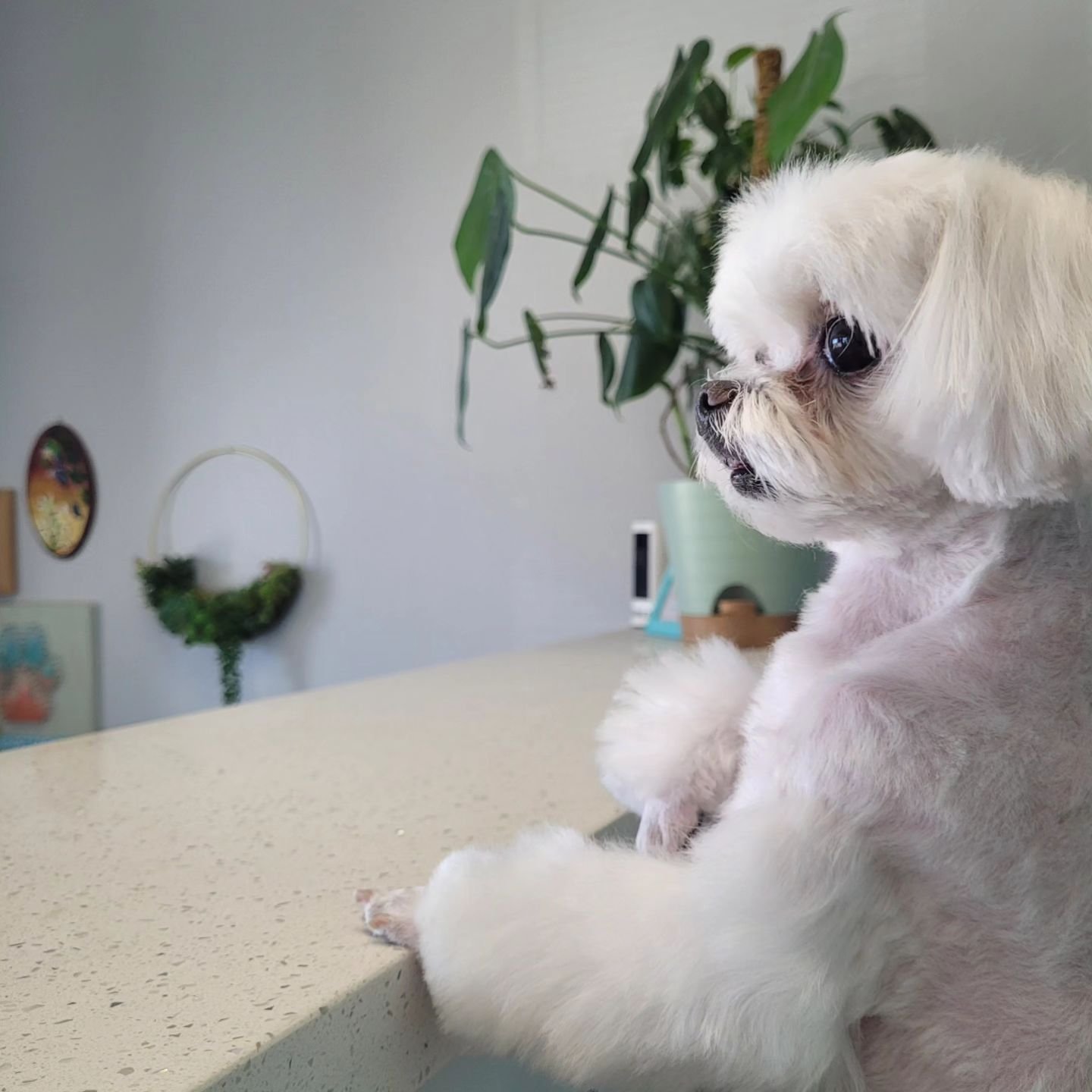 Only the best freshly groomed watch dogs here at #oasispetgrooming 😅 

#akcsafegroomer #doggroomer #phoenixgroomer #petgrooming #phoenix #arizona #scottsdale #arizonadogs #phoenixdogs #dogstagram #paradisevalley #doggrooming #dogsofinstagram #maltes