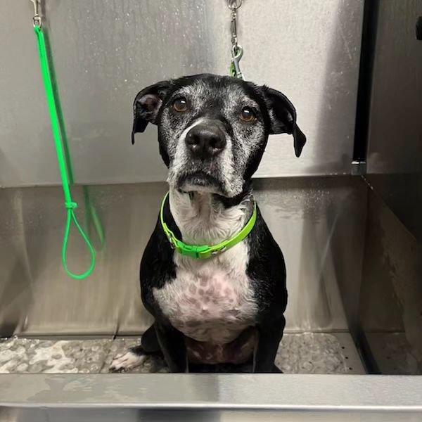 Daisy during her Saturday bath with Alicia.

🌼very cutesy, very demure🌼

#oasispetgrooming #akcsafegroomer #doggroomer #phoenixgroomer #petgrooming #phoenix #arizona #scottsdale #arizonadogs #phoenixdogs #dogstagram #paradisevalley #doggrooming #do