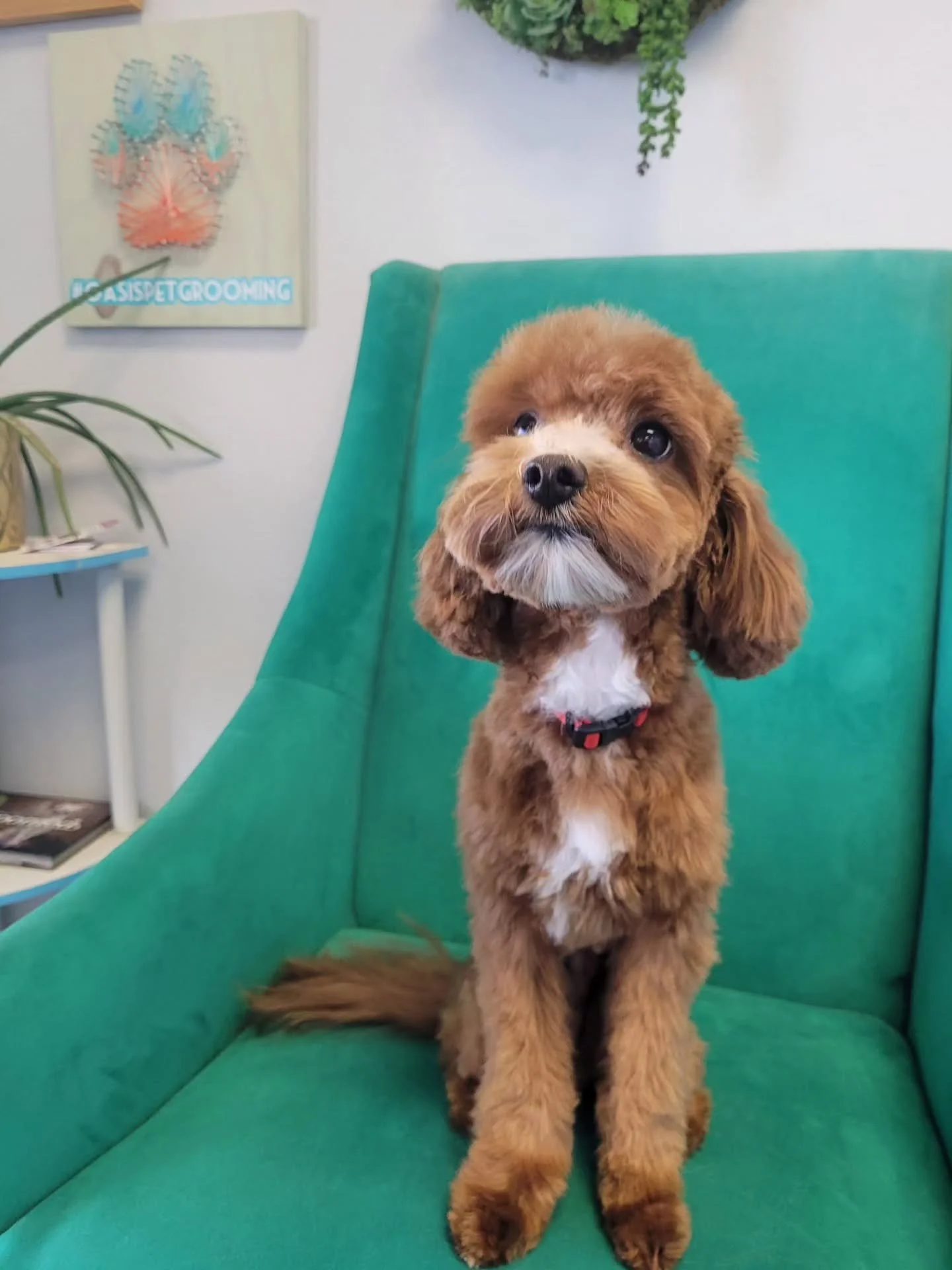 Teddy is just a Lil guy 😍

#oasispetgrooming #akcsafegroomer #doggroomer #cavapoo