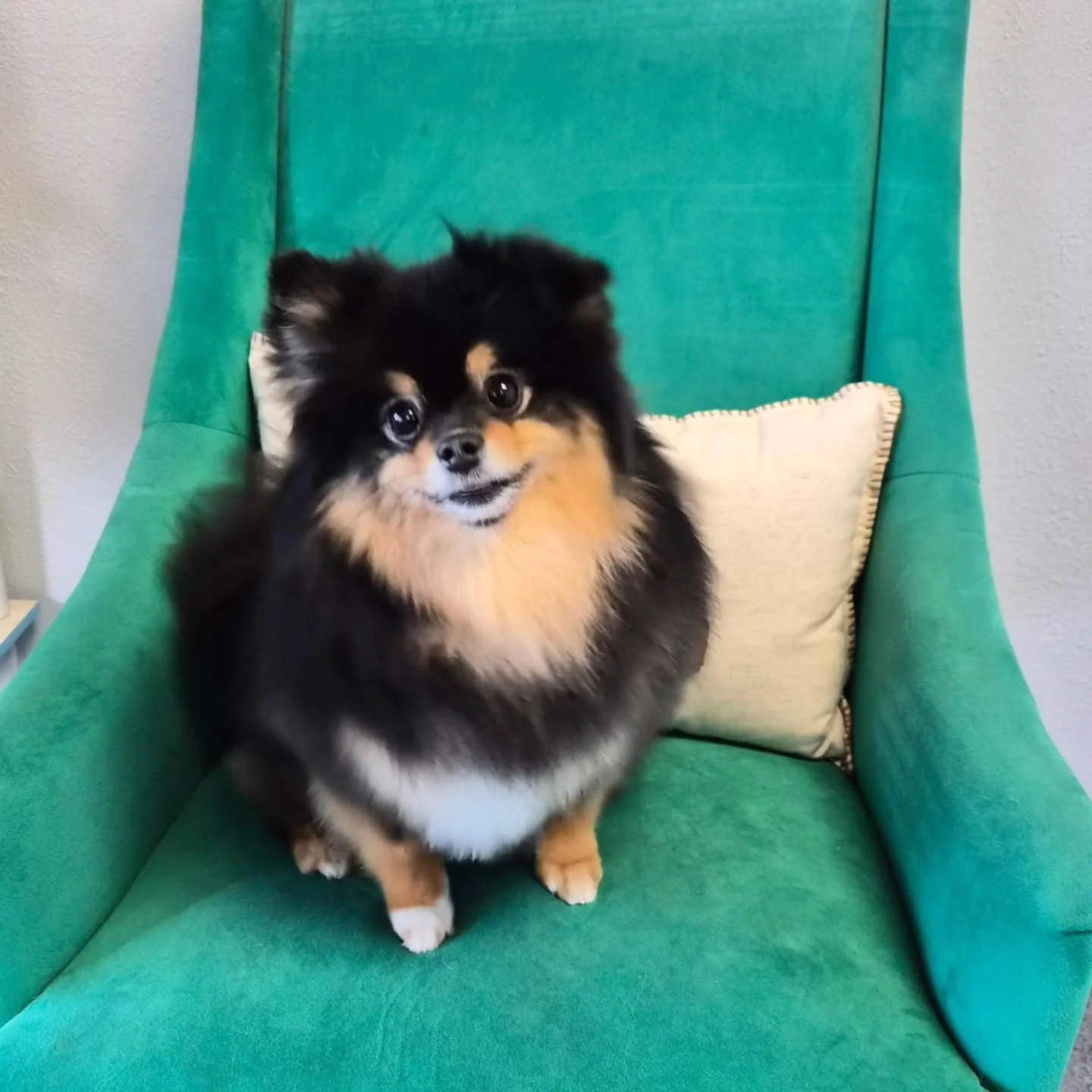 We remember to take pictures I swear, I just never remember to post them 😅

Buttercup and Cocoa to brighten your Saturday feed!

#oasispetgrooming #akcsafegroomer #doggroomer #phoenixgroomer #petgrooming #phoenix #arizona #scottsdale #arizonadogs #p