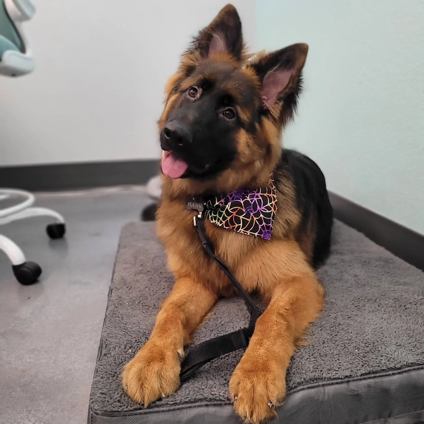 Hank heard it's officially spooky season now, so he had us break out the Halloween bandana!

#oasispetgrooming #akcsafegroomer #doggroomer #phoenixgroomer #petgrooming #phoenix #arizona #scottsdale #arizonadogs #phoenixdogs #dogstagram #paradisevalle