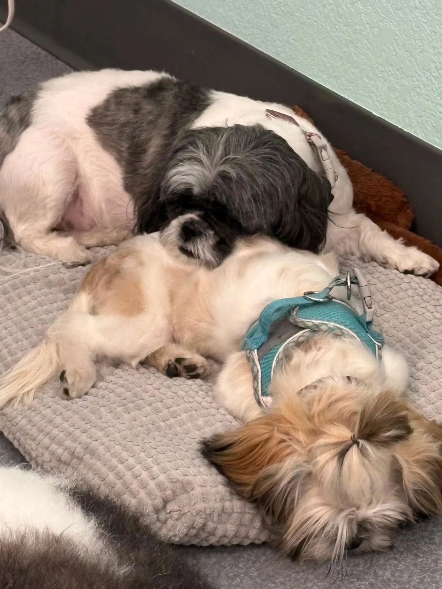 Anyone else feel like these two after this week? 😅
#fridayvibes #oasispetgrooming #shihtzu #sheaborhood #doggrooming