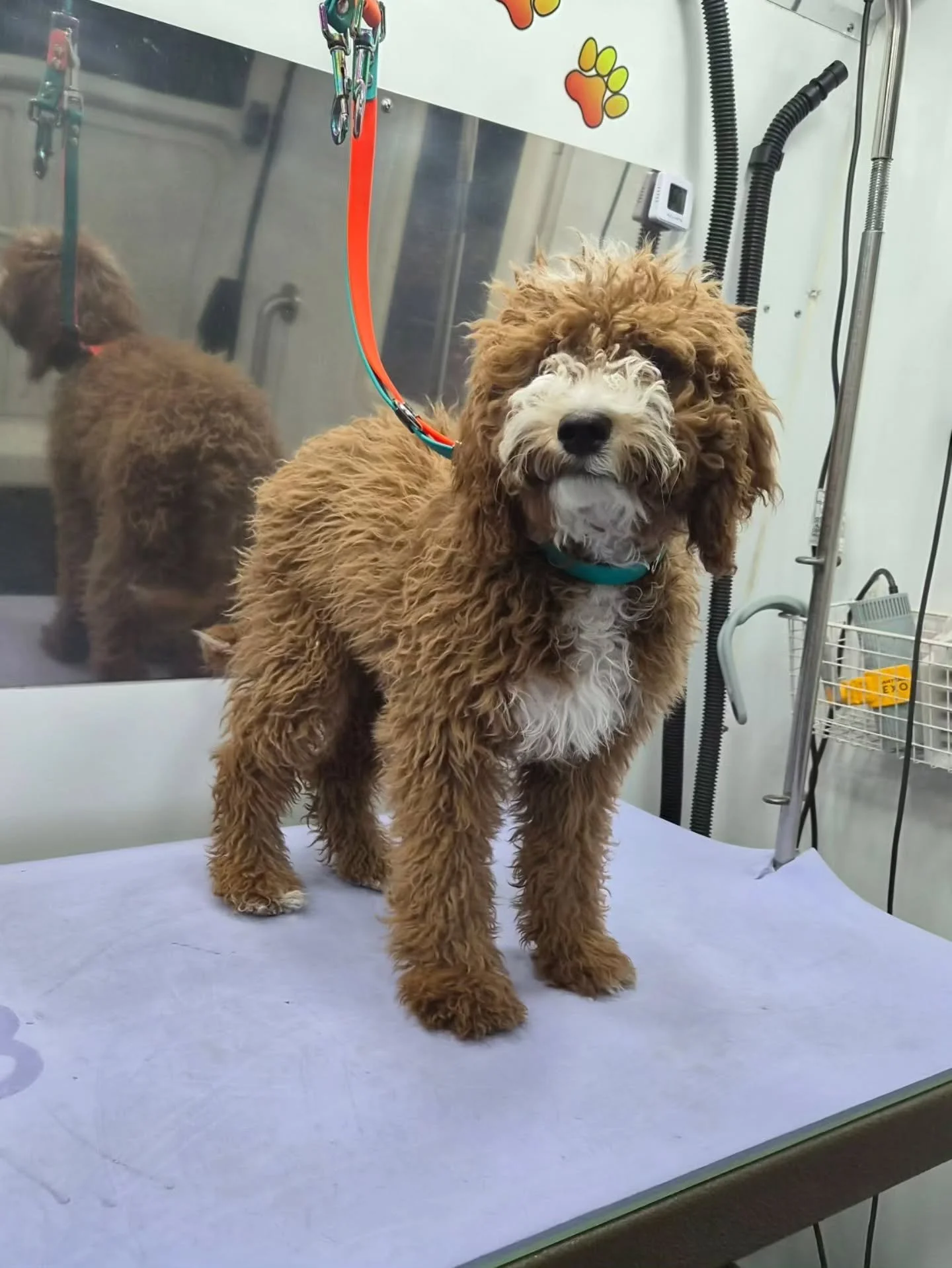 Not only was it a busy salon week but it was a busy #mobilepetgrooming week! #northphoenix #goodyear #buckeye and #surprise ! Did I take pictures of everyone? 😅😅😅😅 unfortunately not but here's what I did get!

Special shout to @shniff_petcare as 