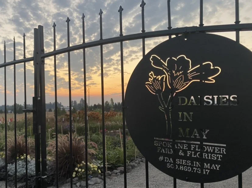 Metal gate with "Daisies In May" sign, silhouetted against a sunset sky, overlooking a flower field.