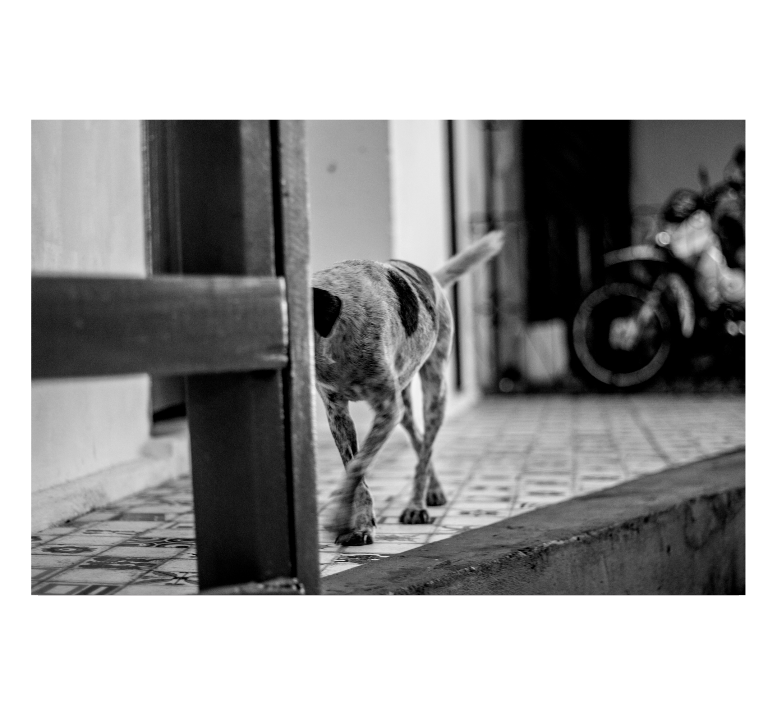 BYEDOG.png
