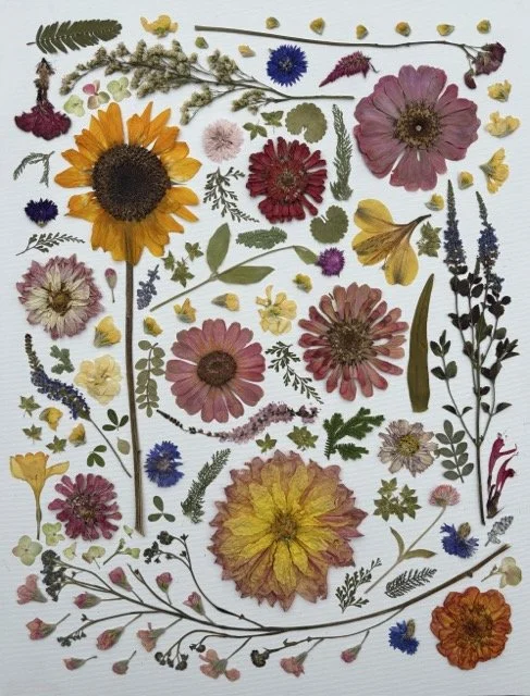A colorful collage of pressed summer flowers on a white background, featuring a sunflower in the upper left, three pink zinnias, and a large pink and yellow dahlia.