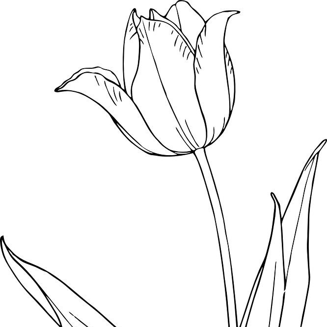 line drawing of a tulip flower