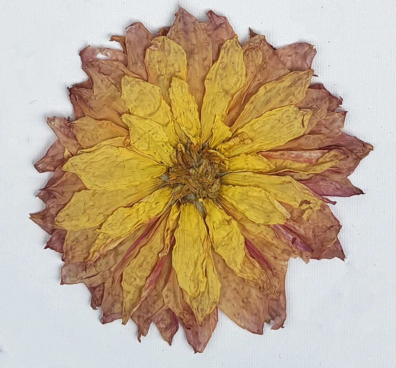 A yellow, peach and pink pressed dahlia