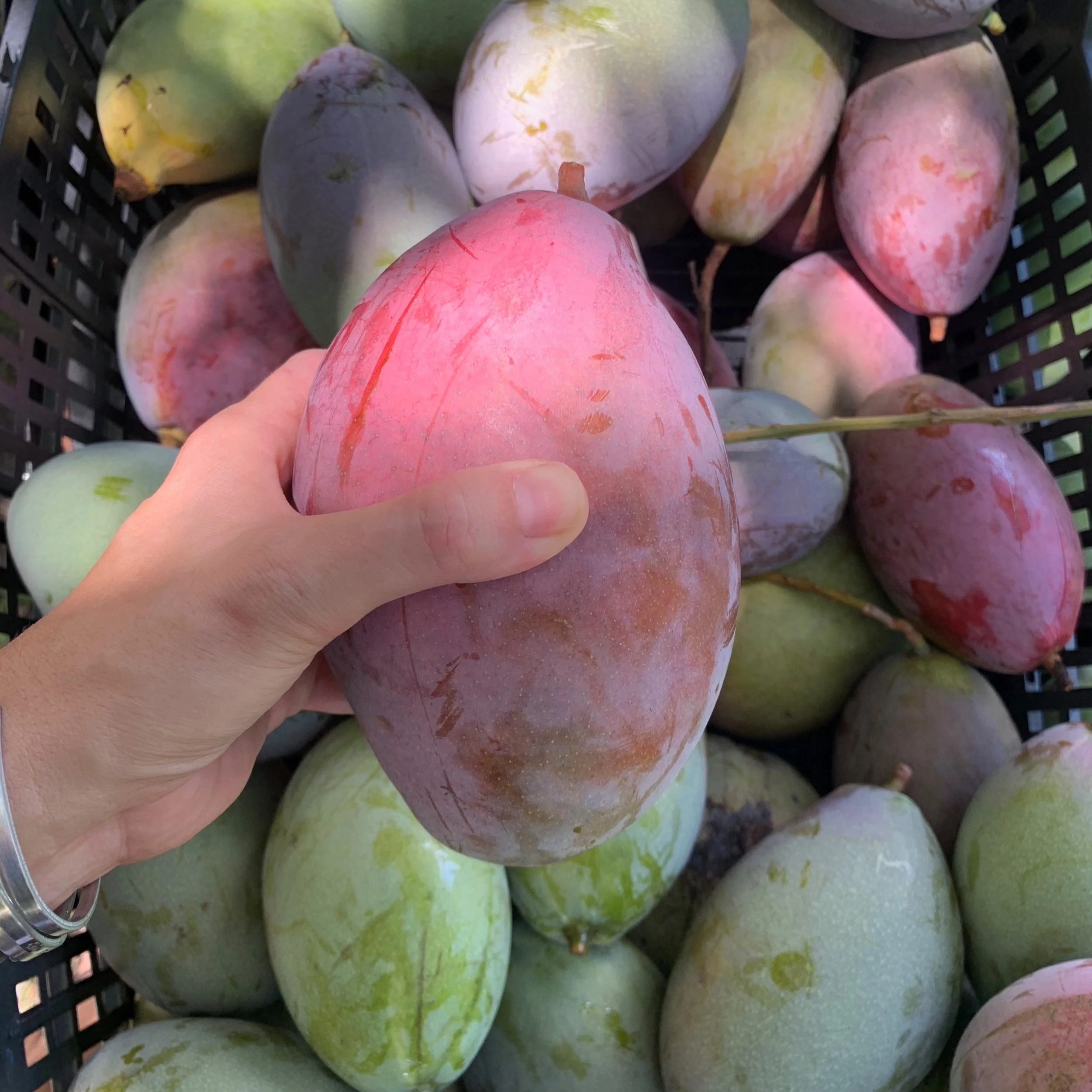 Homeport Mangoes