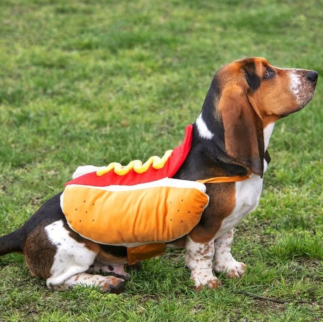 Best Dog Halloween Costume Ideas — BARKUTERIE BOX