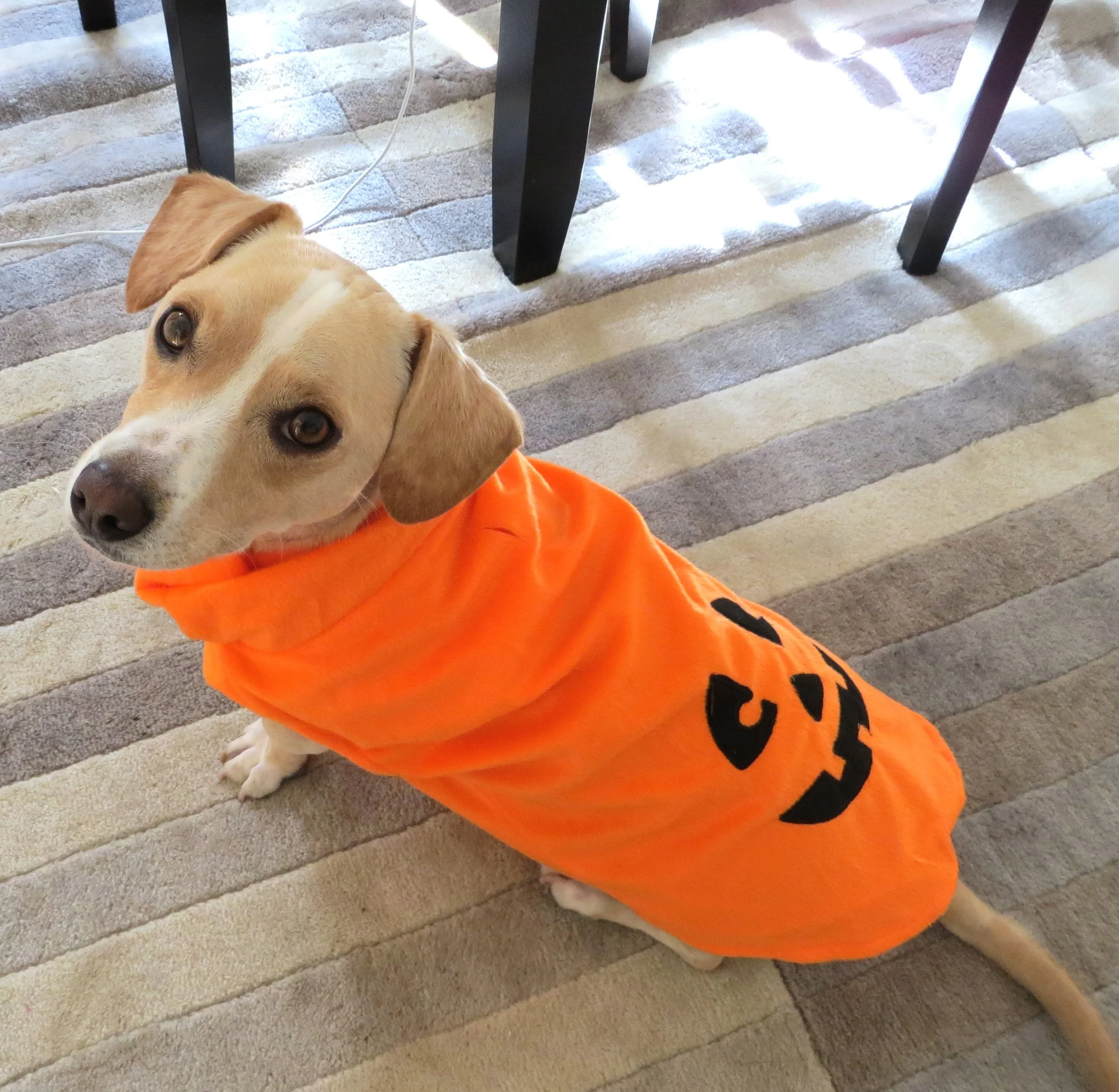 Pumpkin Pooch