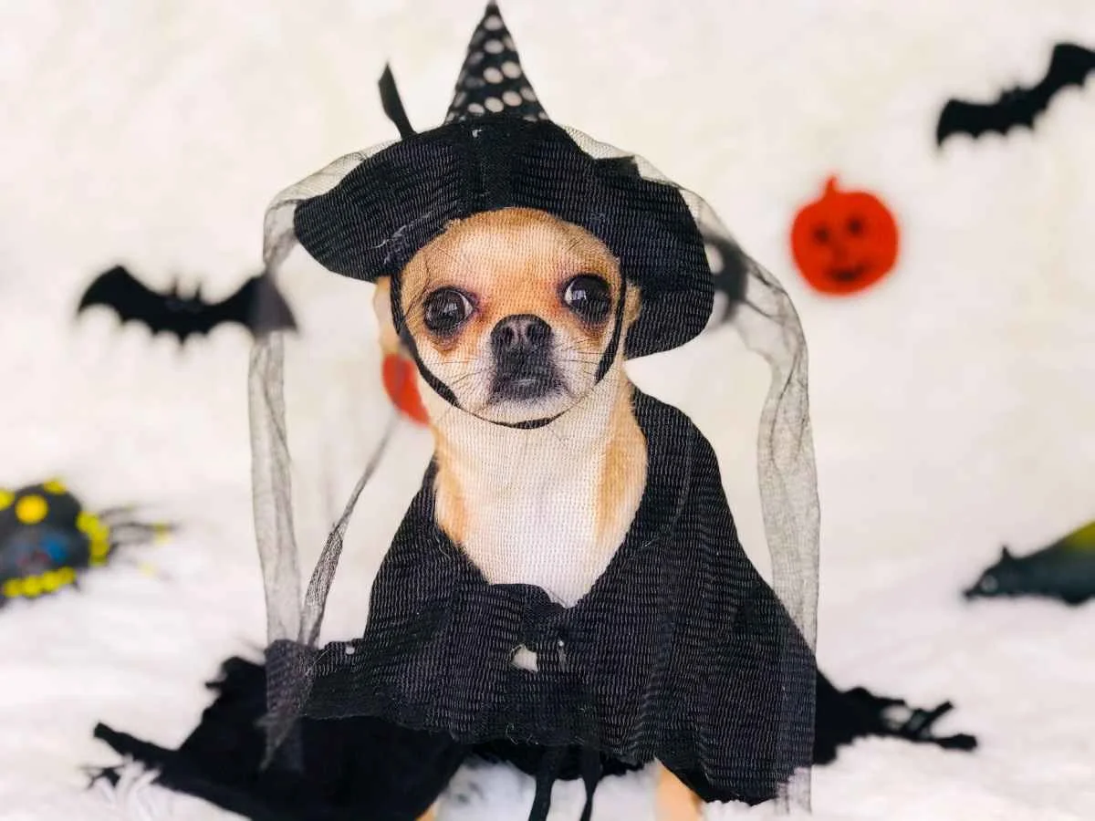 Witchy Woof