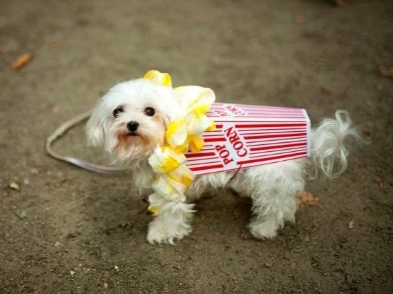 Pupcorn