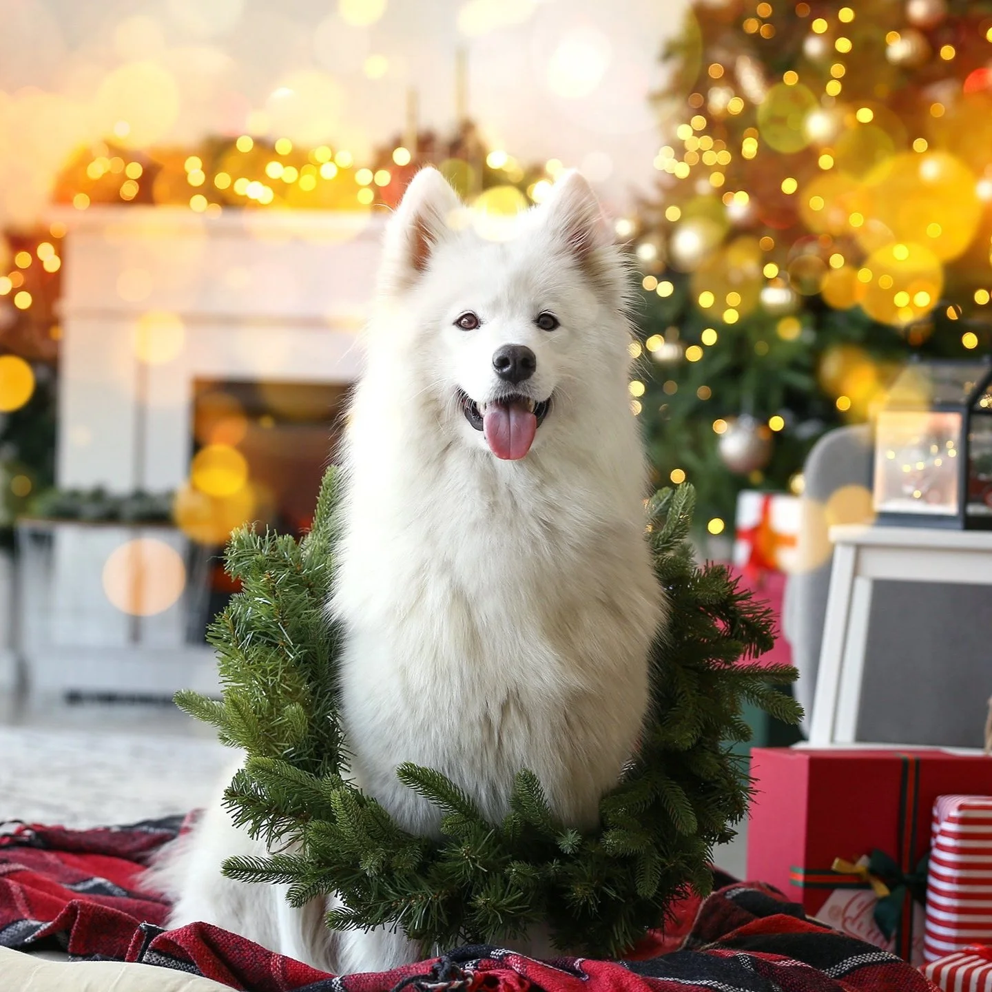 Place your holiday orders by 12/15 to ensure Christmas delivery. Click to Shop Now!