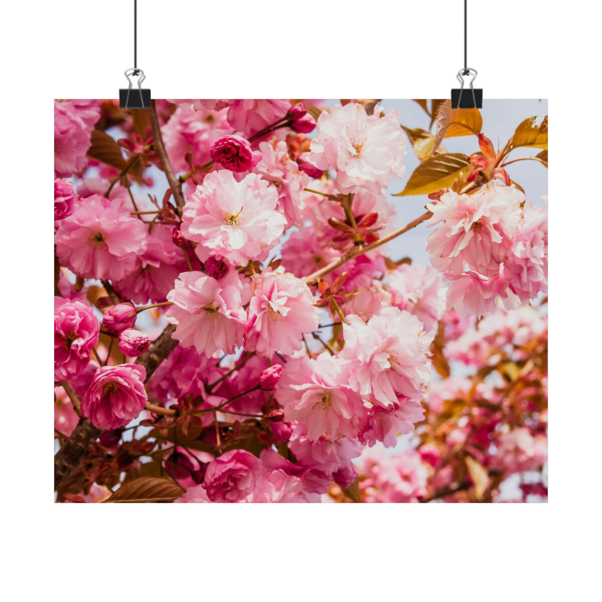 2767ab23b7dc62ad872180c7ad53e547