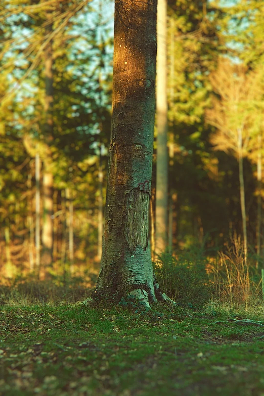 Singular tree in a copse.jpg