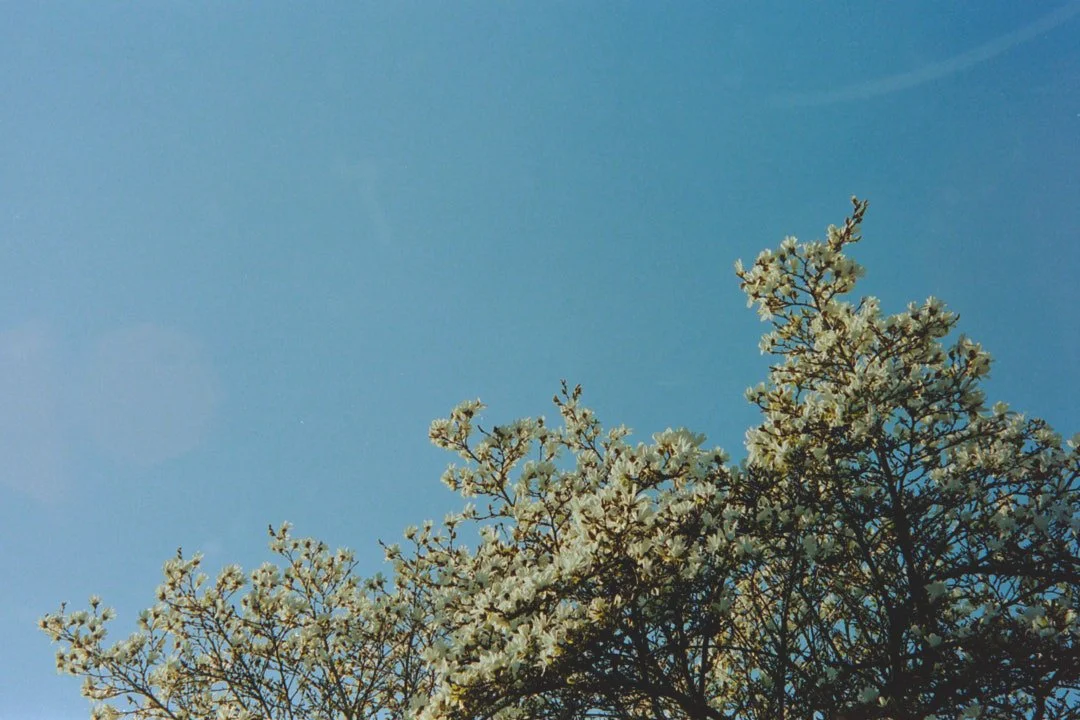 Blossom agaiinst sky 1.jpg