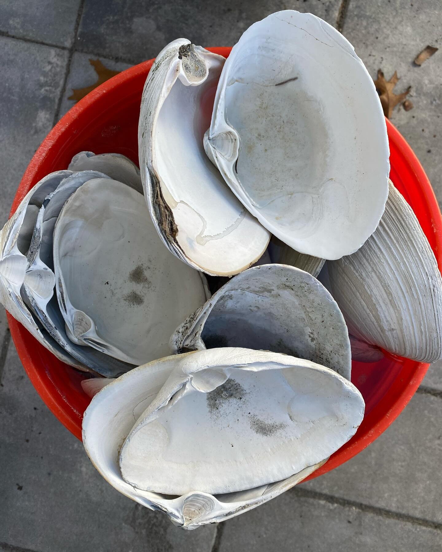 In this household, this is our first sign of Spring!!

LJM Designs is back in the studio&mdash;ready to get some quahog shell dishes back on your table!

I love where I live! 

#scituate #02066 #localgifts #oystershells #southshoreliving #shelldish #