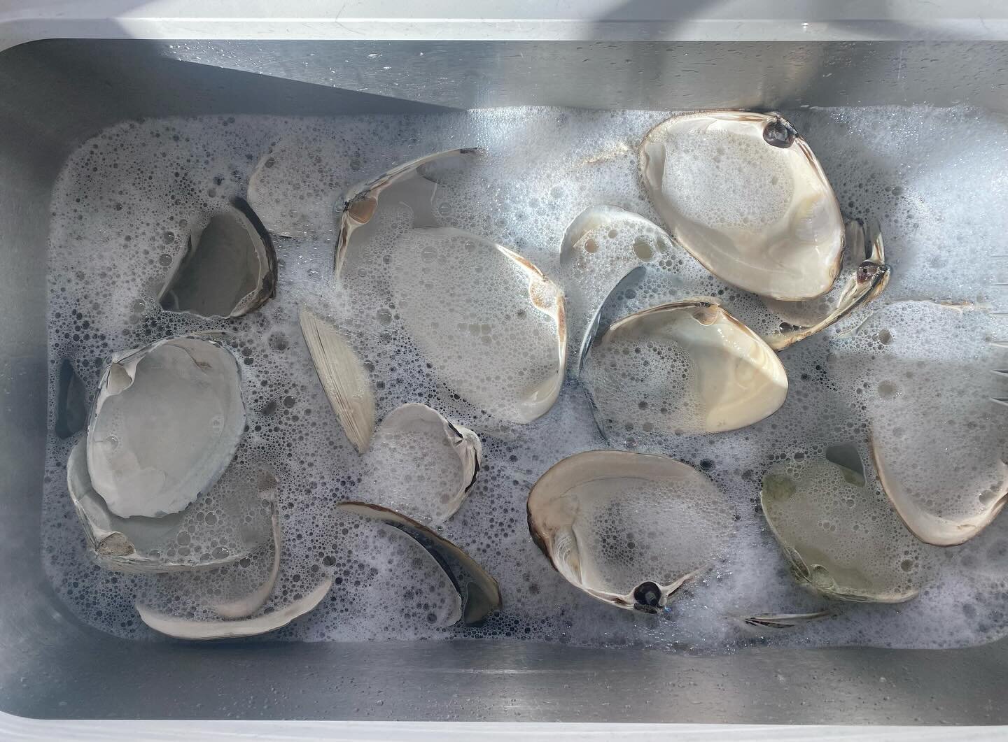 Bath time!

Getting from beach to table is a MULTI level process.  So much work goes into each LJM shell dish. 

This is the 3rd level&mdash;1st was combing the beach and surf (in bare feet so I could fight the seagulls for my shells), and 2nd was so