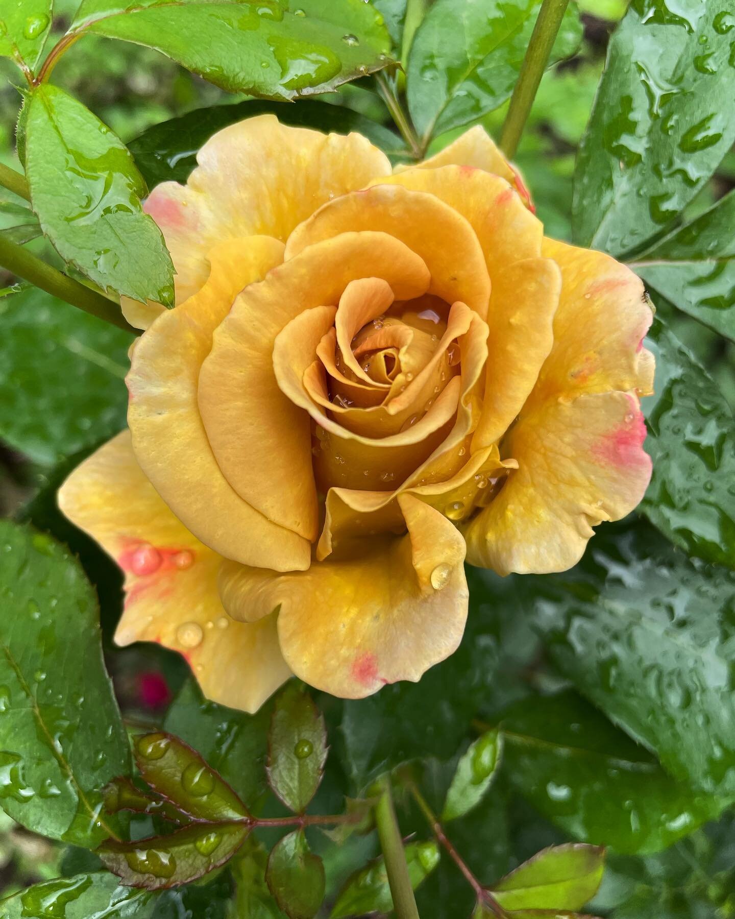 The Honey Dijon Rose has come into flower. Just beautiful! #honeydijonrose #locallygrown #locallygrownflowers
