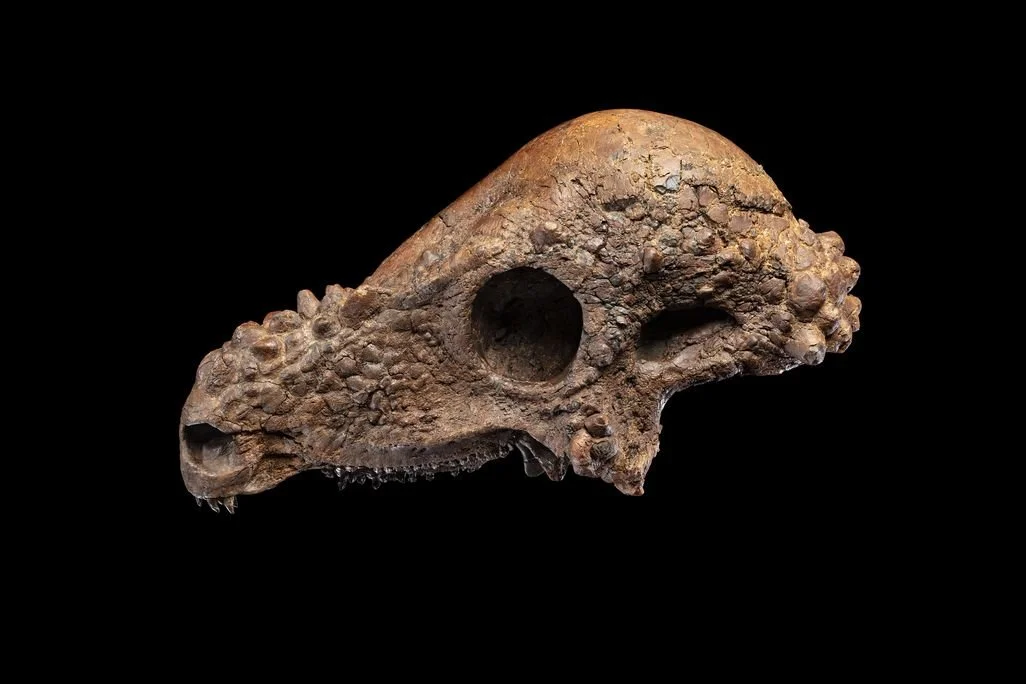 Nearly Complete Skull of a Dome-Headed Dinosaur Makes Its Way to the Smithsonian’s National Museum of Natural History