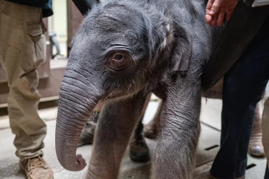 An Asian Elephant Was Born at the Smithsonian’s National Zoo for the First Time in Almost 25 Years. Now, You Can Help Pick Her Name