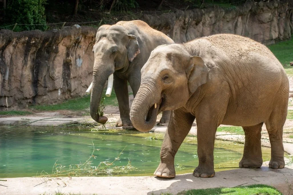 This ‘Feisty’ Asian Elephant at the National Zoo Is Pregnant. She May Birth the First Calf Born There in Nearly 25 Years