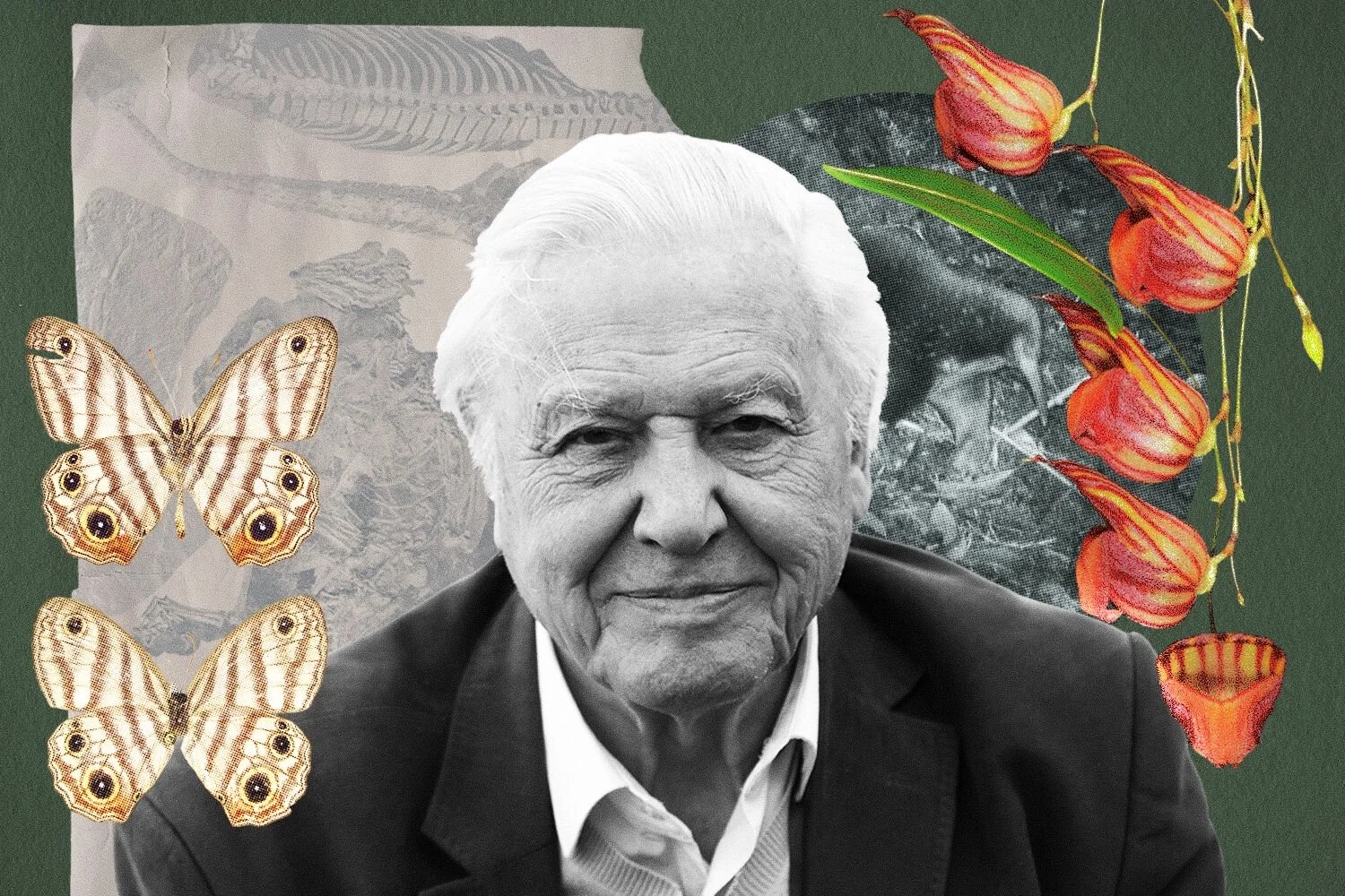 David Attenborough Has Inspired Countless Scientists. To Mark His 100th Birthday, Here Are Ten Living Things They’ve Named After Him