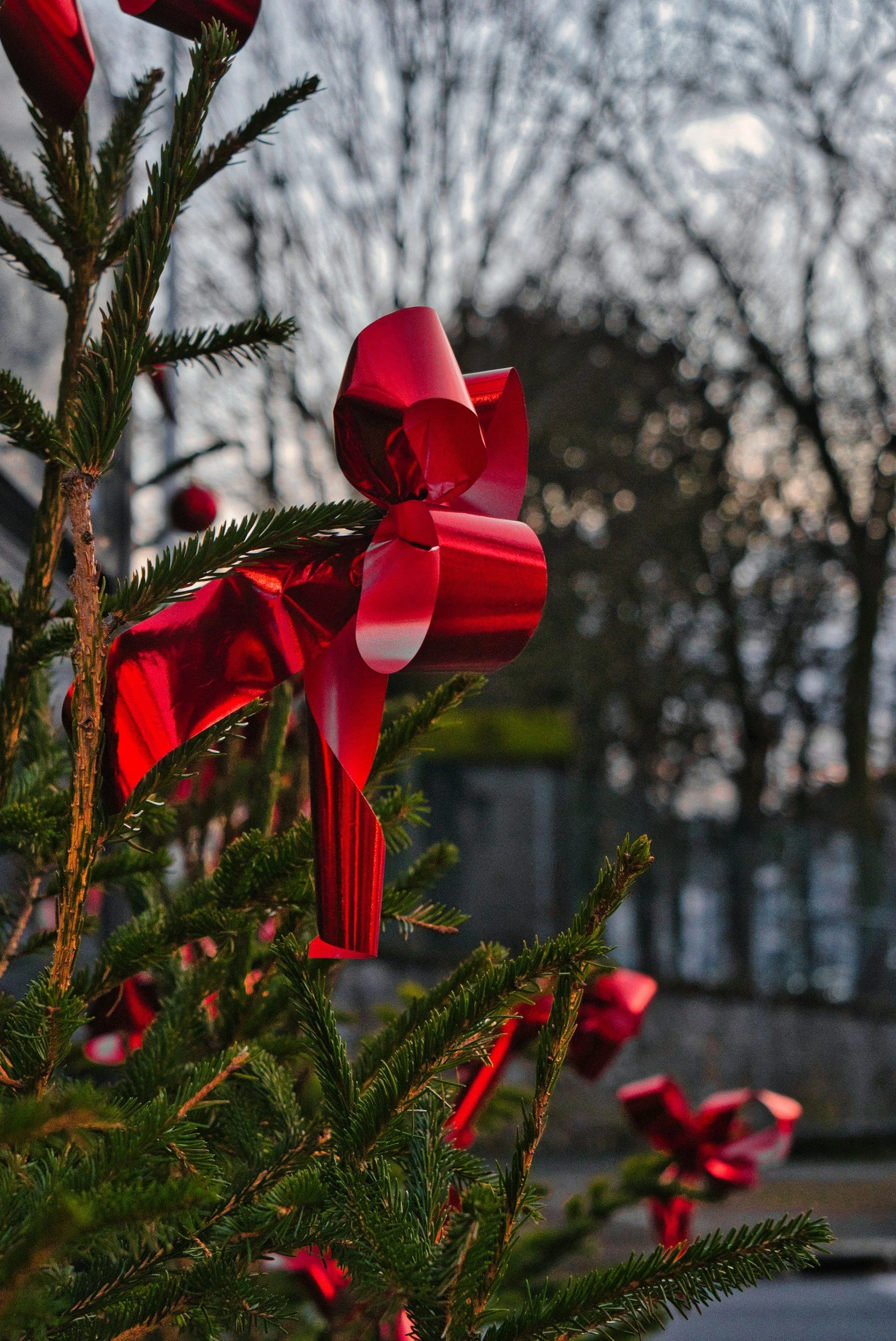 Pre-Season Christmas Tree Tagging 