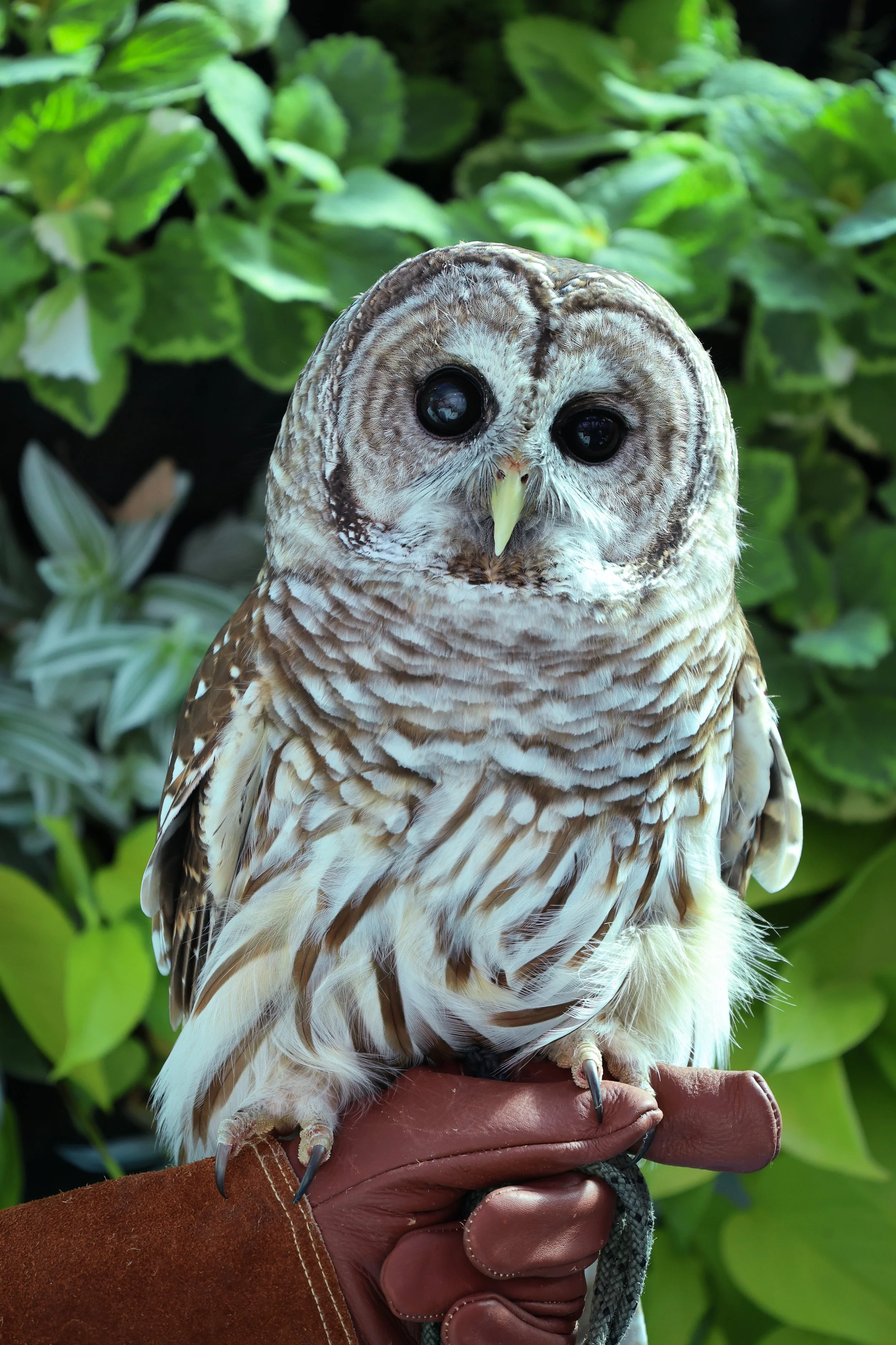 Spencer / April 4, 2026 / Krohn Conservatory + Raptors Inc.