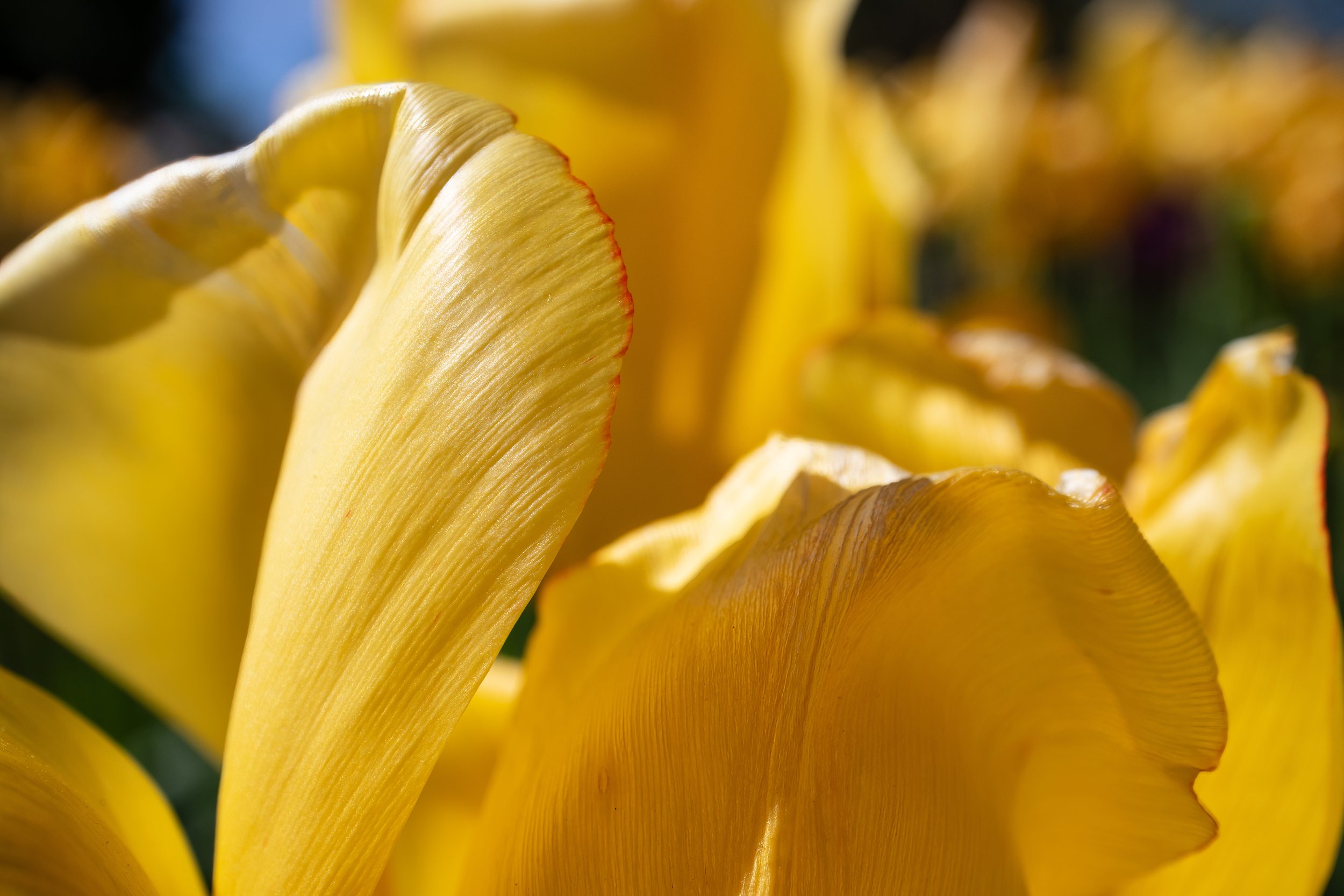 Spring Tulips / April 18, 2024 / Cincinnati Zoo