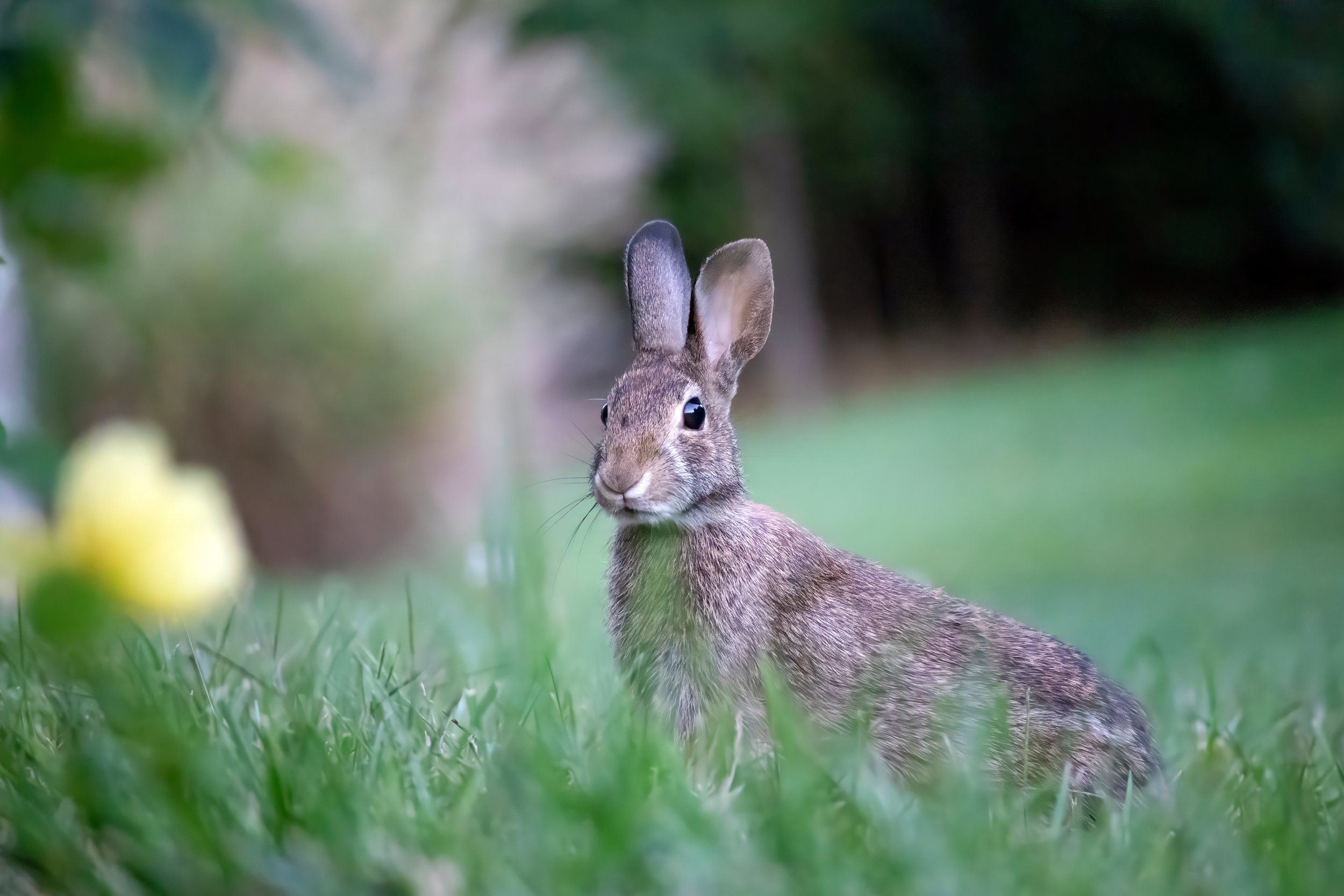 Cottontail / September 25, 2023 / Back Yard