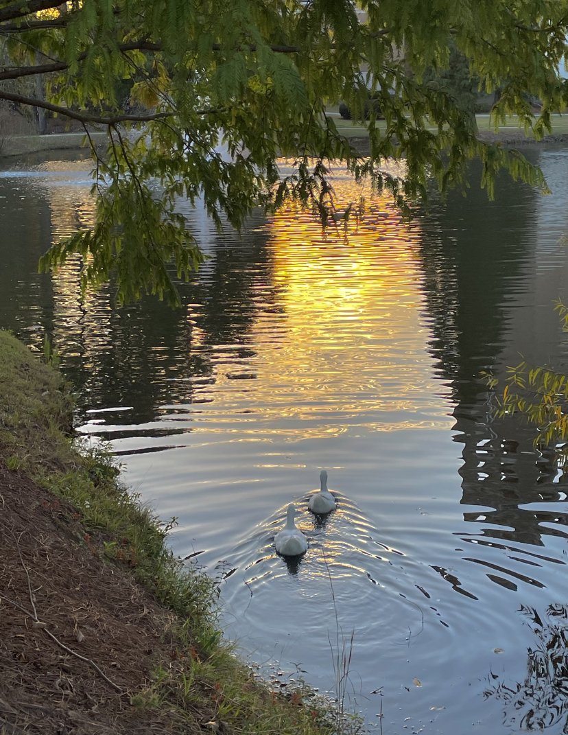 Navigating Anxiety as a College Student