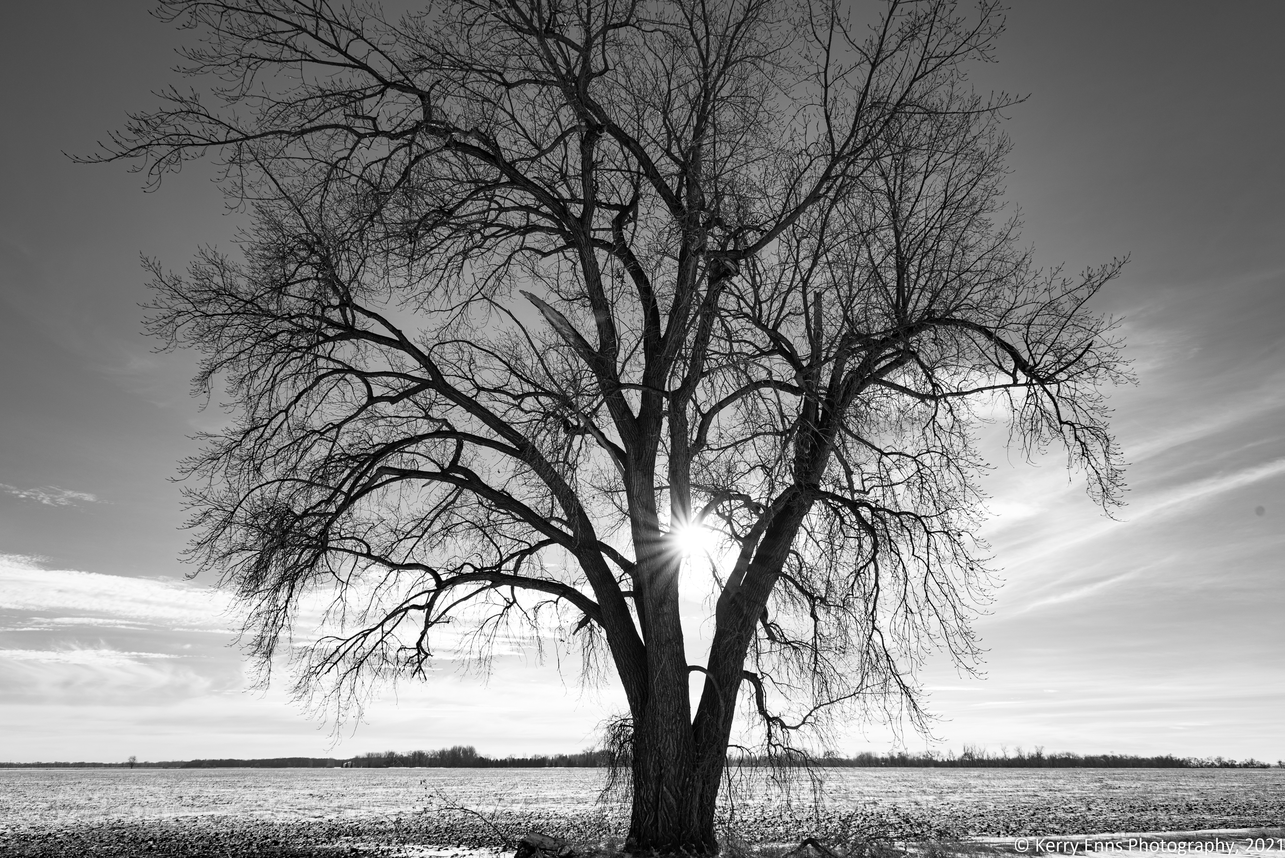 Lonely Tree 4