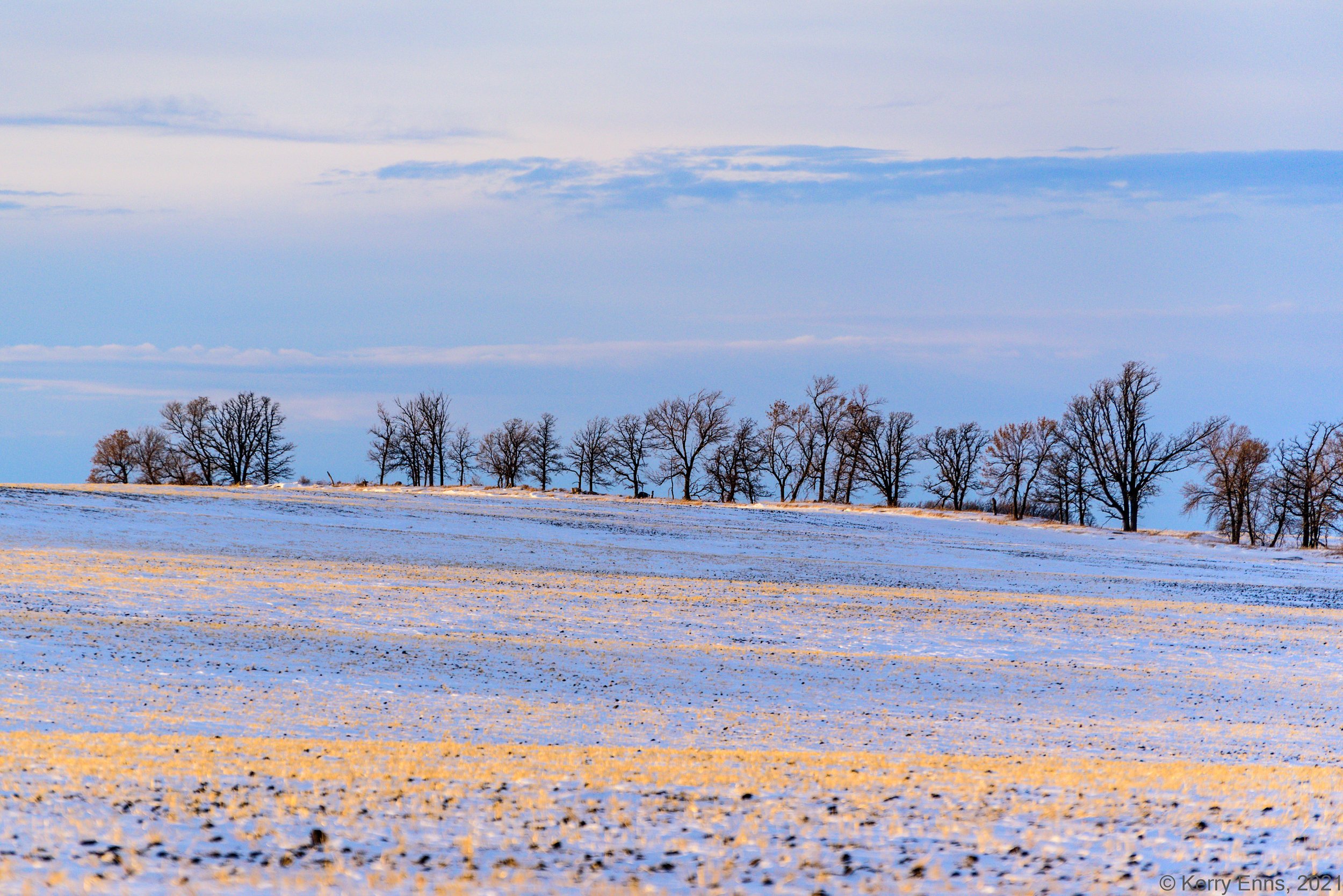 Field Lines
