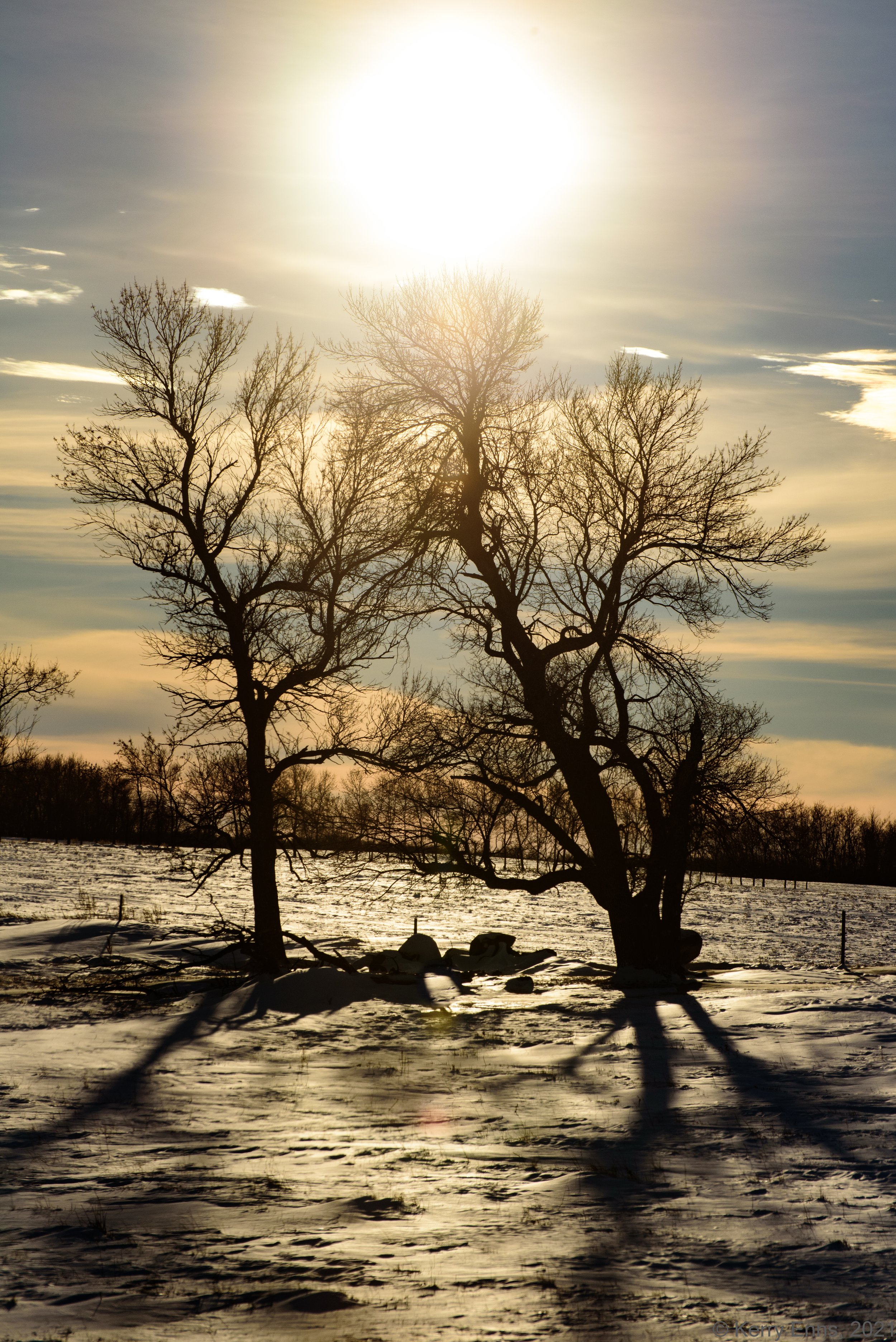 Two Winter Trees