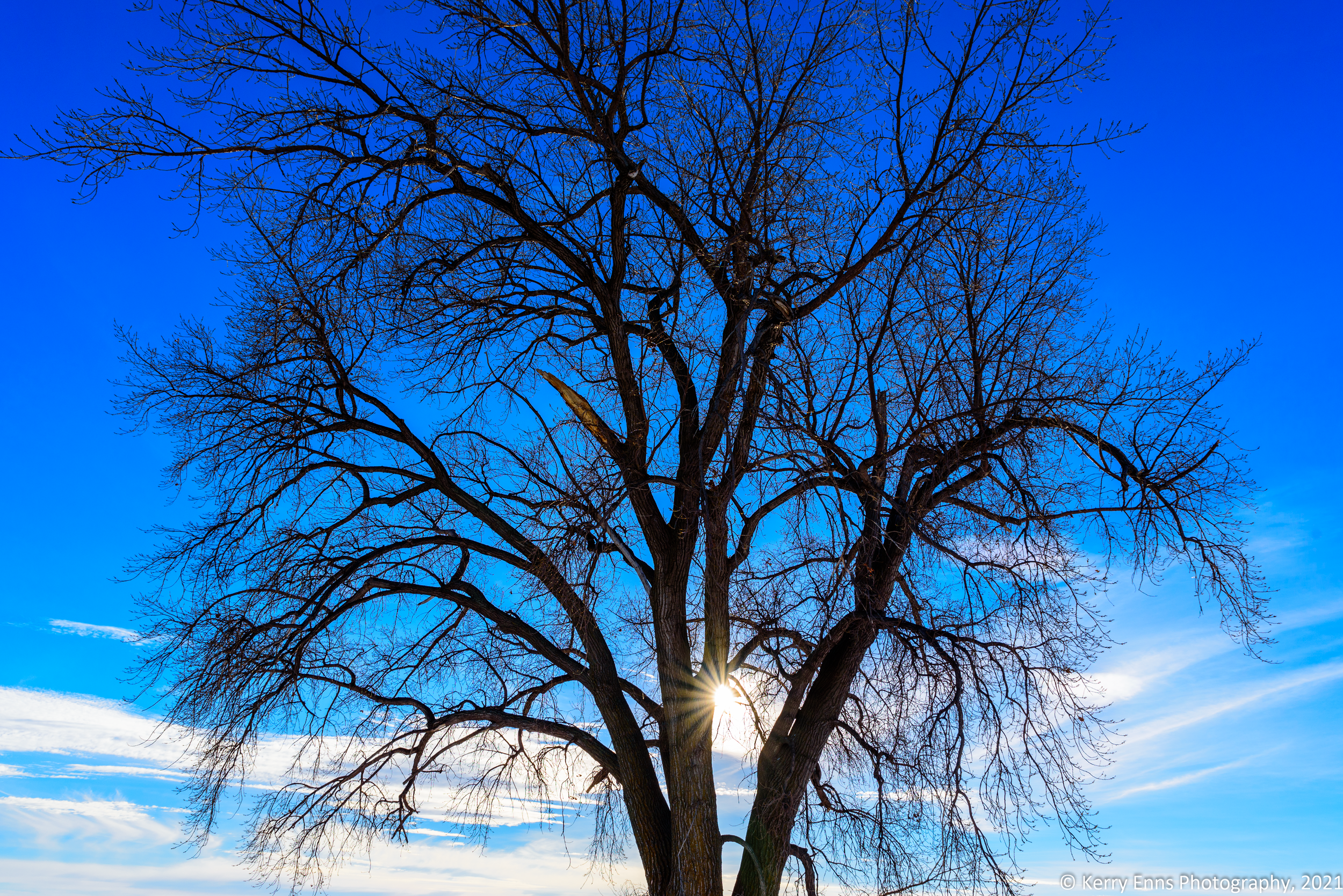 Lonely Tree Gallery