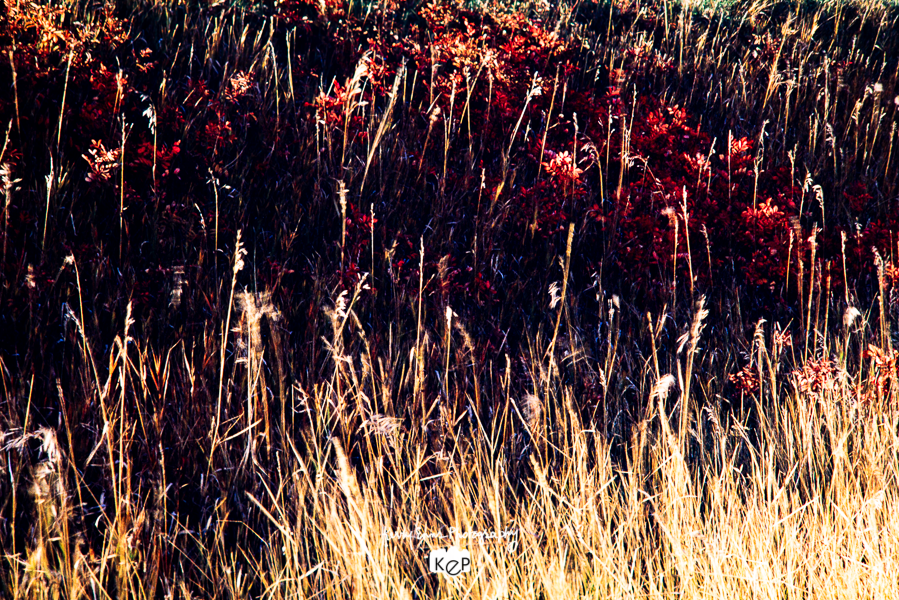 Prairie Grasses