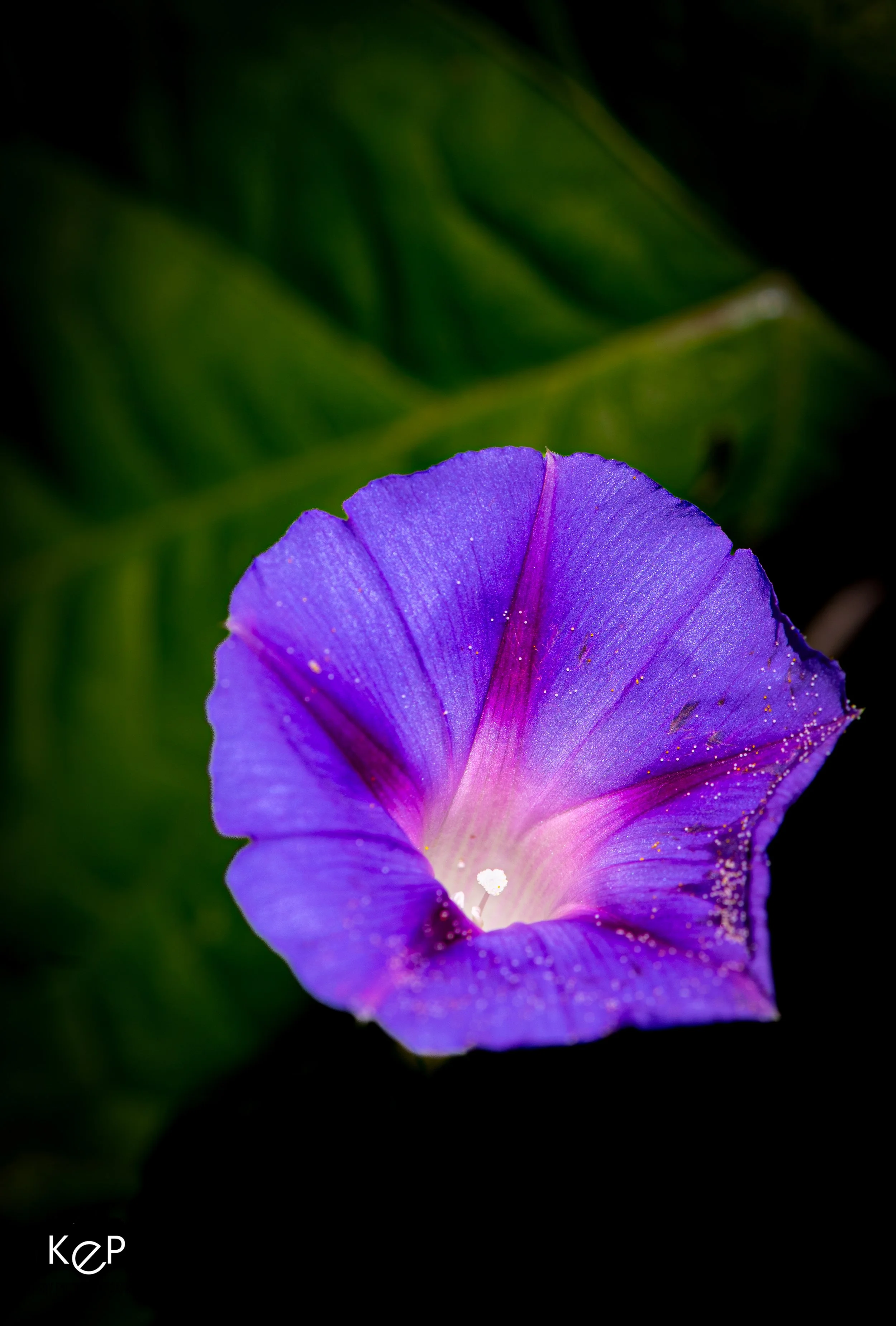 Morning Glory-1.jpg