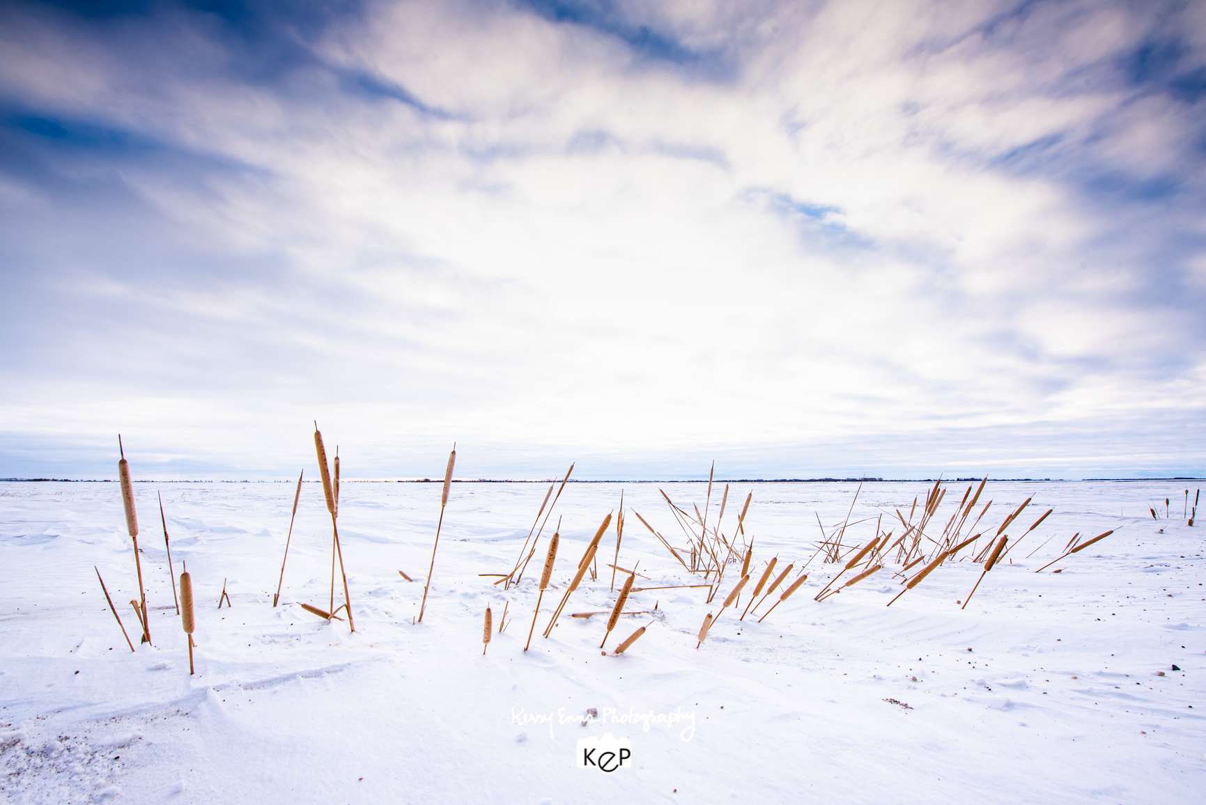 Winter Bulrushes