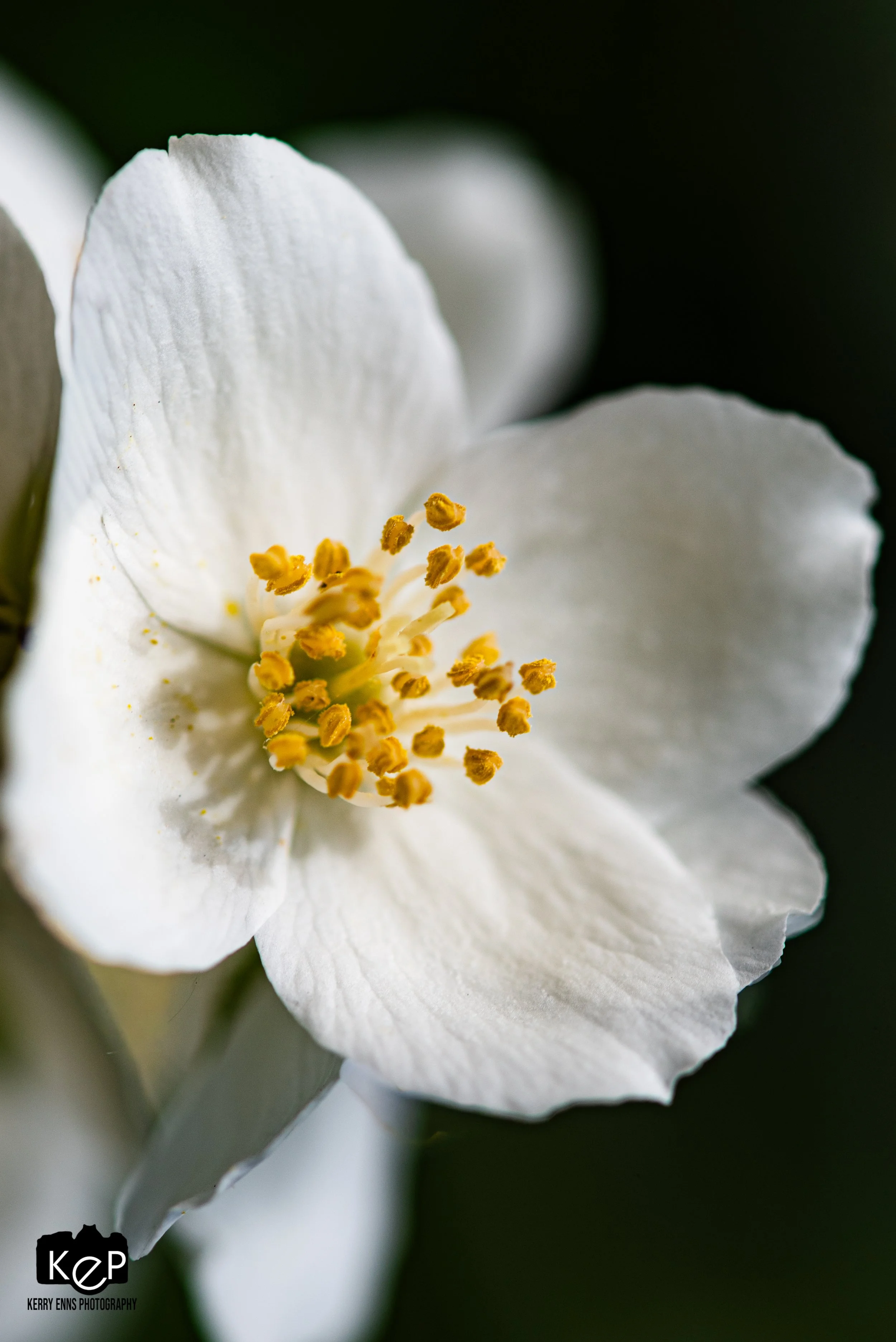 Mock Orange-8-2.jpg