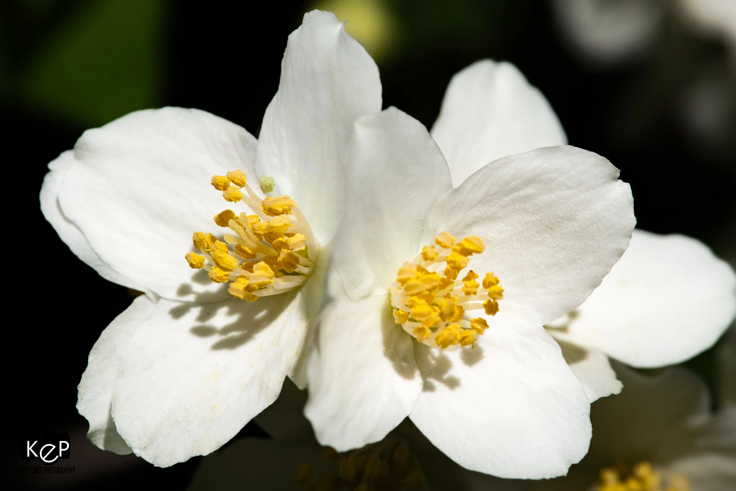 Mock Orange-14.jpg