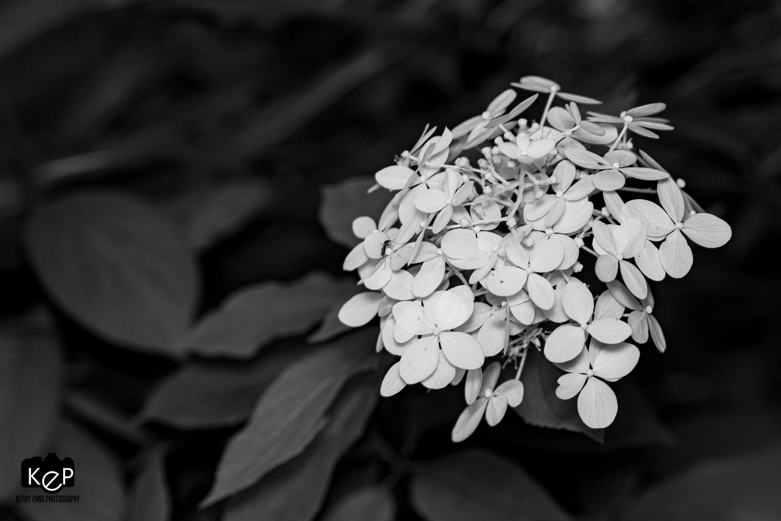 Panicled Hydrangia-3.jpg