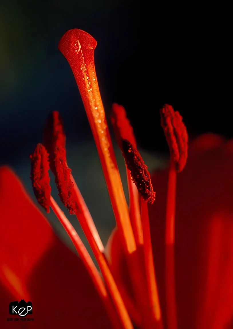 Tiger Lily-2-Edit.jpg