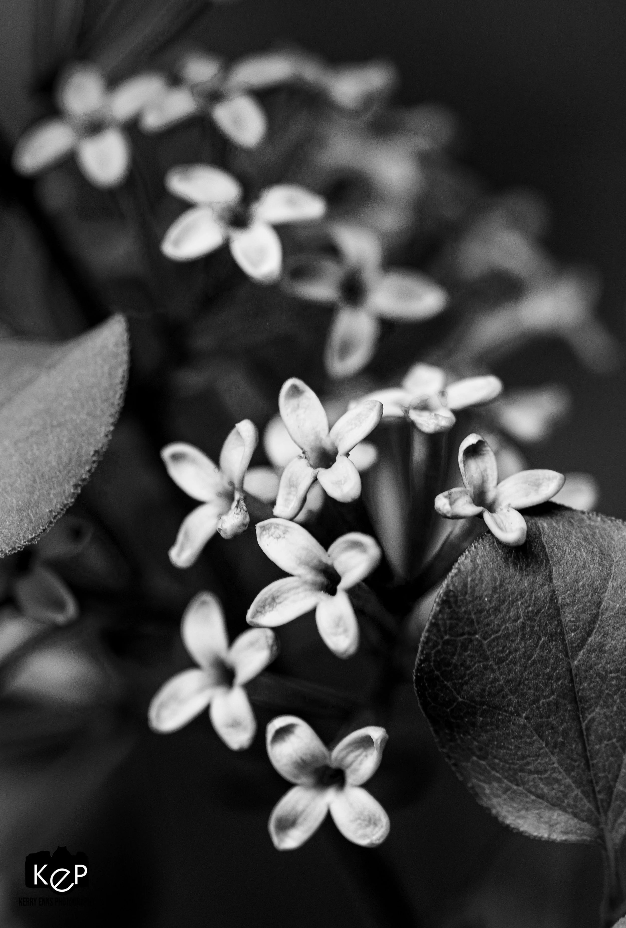 Lilacs-6.jpg