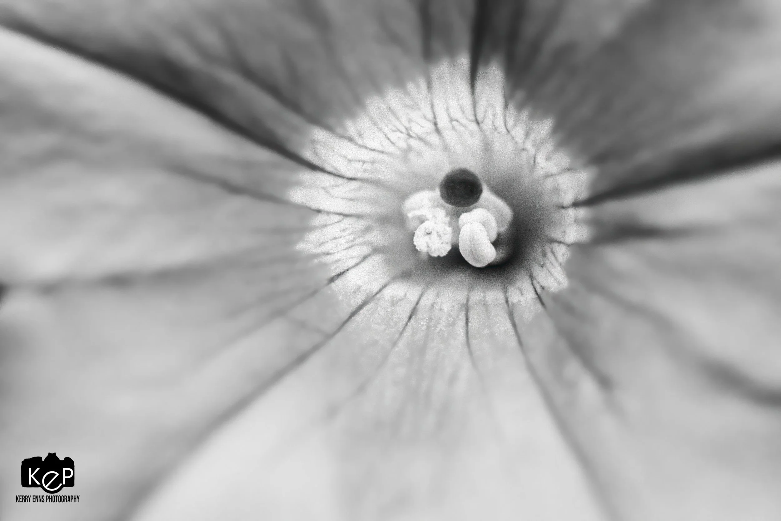 Petunias-11-Edit-2.jpg