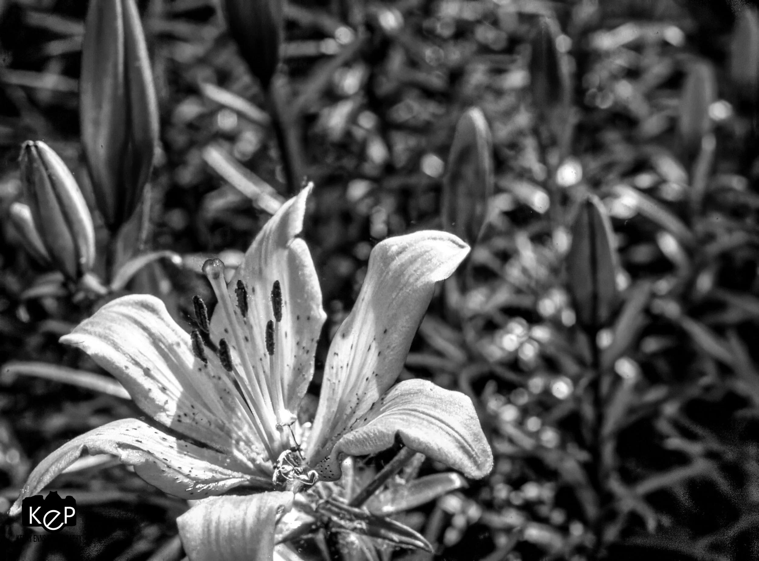 Tiger Lily-4-Edit.jpg