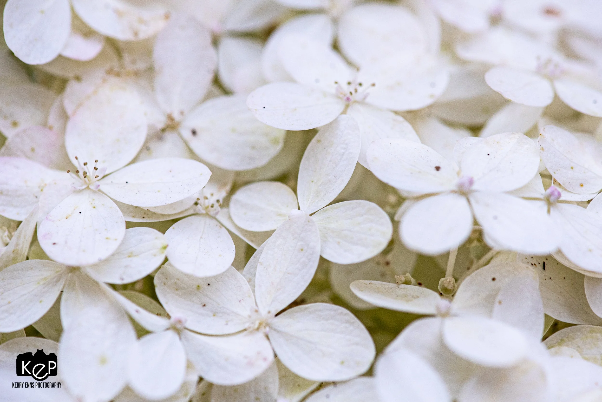 Panicled Hydrangia-1.jpg