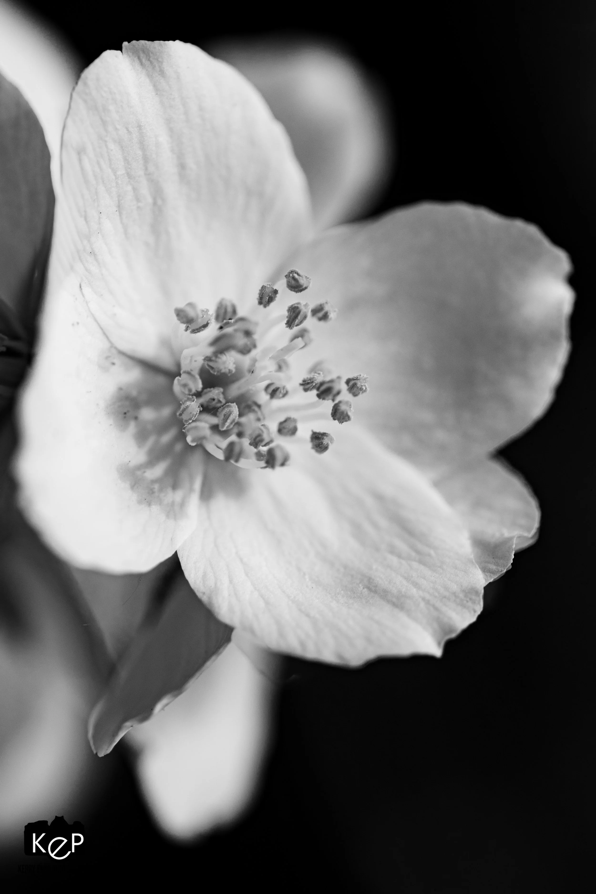 Mock Orange-8.jpg